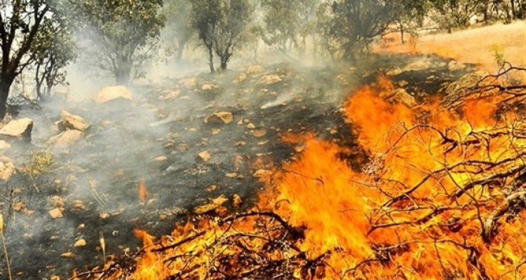 تراژدی تلخ زوال جنگل‌های زاگرس/ معیشت مردمانی که به مخاطره افتاده است+تصاویر