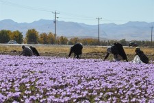 فقدان زنجیره تولید، طلای سرخ را از عیار انداخت/ سود دست‌رنج زعفران در جیب برندهای جهانی