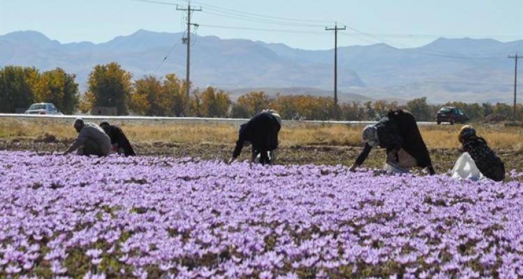 فقدان زنجیره تولید، طلای سرخ را از عیار انداخت/ سود دست‌رنج زعفران در جیب برندهای جهانی