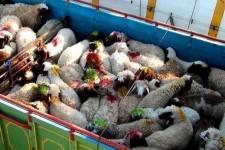 تلاش مافیای دام برای ایجاد هراس از کمبود گوشت قرمز در کشور/ دلال‌ها دام را به ریال می‌خرند و به دلار می‌فروشند