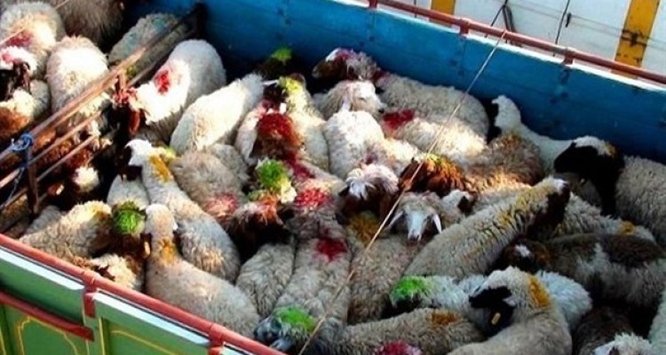 تلاش مافیای دام برای ایجاد هراس از کمبود گوشت قرمز در کشور/ دلال‌ها دام را به ریال می‌خرند و به دلار می‌فروشند