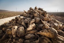 برداشت بیش از ۱۴۰ هزار تن چغندرقند در اسلام آباد غرب/پیش بینی تولید 200هزار تن چغندر در شهرستان