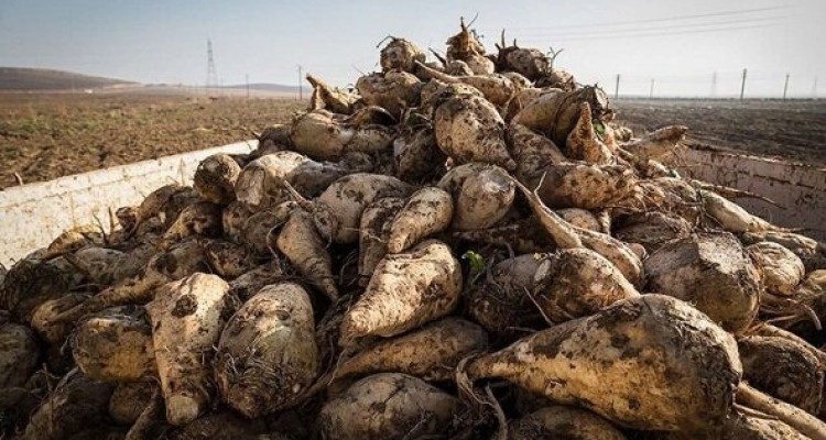برداشت بیش از ۱۴۰ هزار تن چغندرقند در اسلام آباد غرب/پیش بینی تولید 200هزار تن چغندر در شهرستان