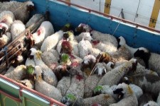 مرزهای غربی؛ گذرگاه دام قاچاق/ وقتی کشورهای همسایه قاچاق را بر واردات ترجیح می‌دهند