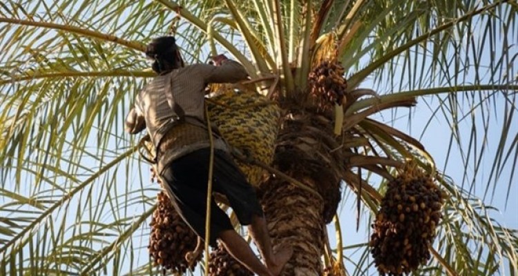 سیاست و بی‌توجهی دولت، دامن نخل‌داران را گرفت/ توقف صادرات خرما کمر کشاورزان بوشهری را خم کرد