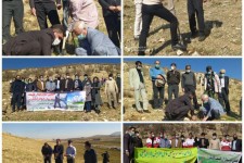 غرس ۵۰۰ اصله نهال در راستای تقدیر از مدافعان سلامت دراسلام آبادغرب+تصاویر