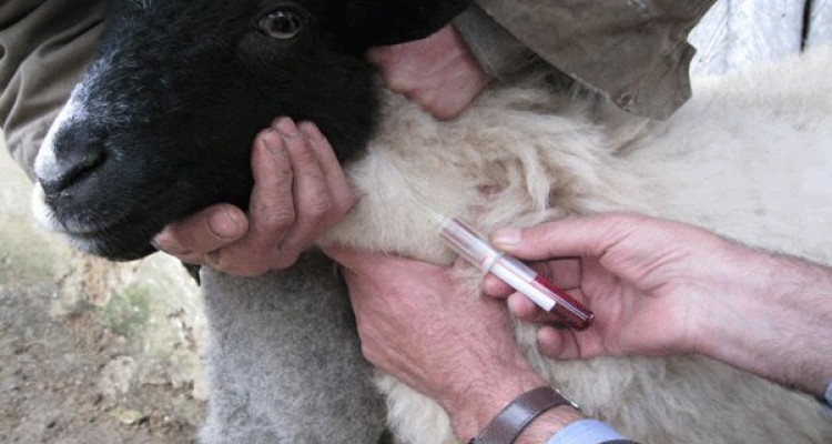 اجرای واکسیناسیون رایگان تب مالت و طاعون دام در شهرستان اسلام آبادغرب