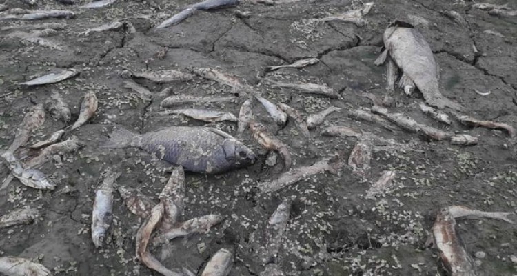 ماجرای تلف شدن هزاران ماهی رودخانه راوند اسلام آبادغرب به کجا رسید؟!