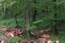 حمله به جنگلبانان در سایه خلأ قانونی/ فروشندگان مواد مخدر به قاچاق چوب روی آوردند!+عکس