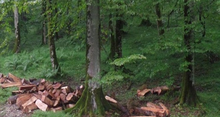 حمله به جنگلبانان در سایه خلأ قانونی/ فروشندگان مواد مخدر به قاچاق چوب روی آوردند!+عکس