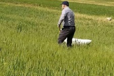 لزوم مبارزه جدی با پوره سن غلات در شهرستان اسلام آبادغرب