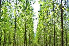 تولید ۷۰ هزار اصله نهال درختان غیر مثمر در شهرستان اسلام آبادغرب