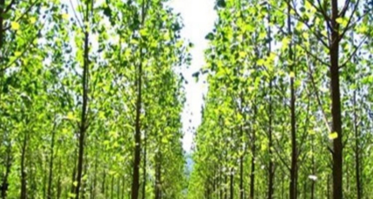 تولید ۷۰ هزار اصله نهال درختان غیر مثمر در شهرستان اسلام آبادغرب