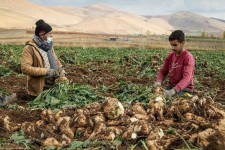 ‏تحویل بیش از ۵۰ هزار تن چغندر قند پائیزه به کارخانه قند اسلام آبادغرب