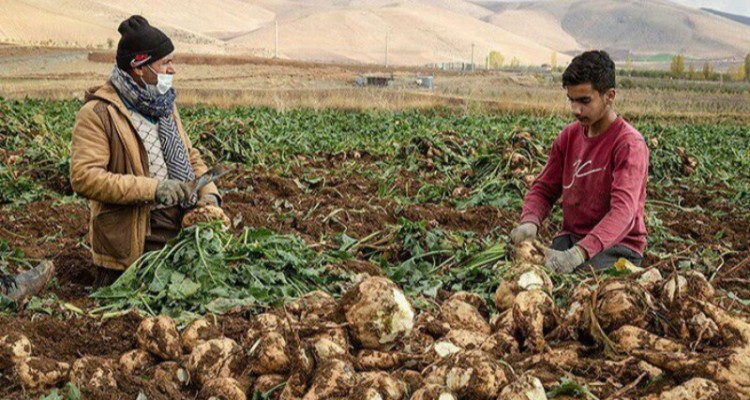 ‏تحویل بیش از ۵۰ هزار تن چغندر قند پائیزه به کارخانه قند اسلام آبادغرب