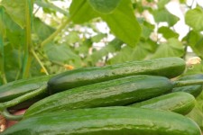 برداشت نوبرانه خیار در مزارع جالیز دهستان شیان اسلام آبادغرب