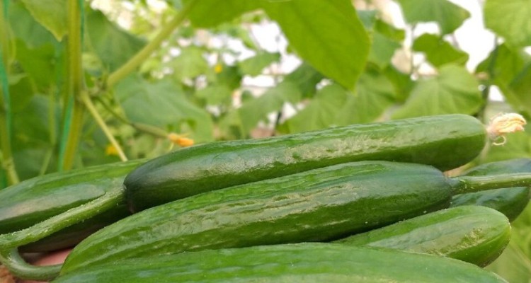 برداشت نوبرانه خیار در مزارع جالیز دهستان شیان اسلام آبادغرب