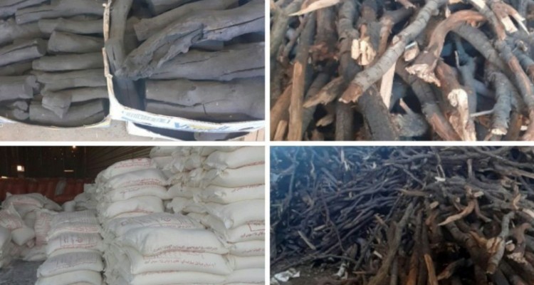 درخواست اشد مجازات برای نابودگران جنگل های بلوط در اسلام آبادغرب