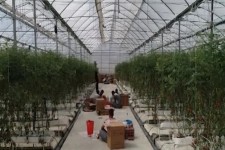 پیشرفت ۶۰ درصدی بزرگترین گلخانه هیدروپونیک غرب کشور در شهرستان اسلام آبادغرب