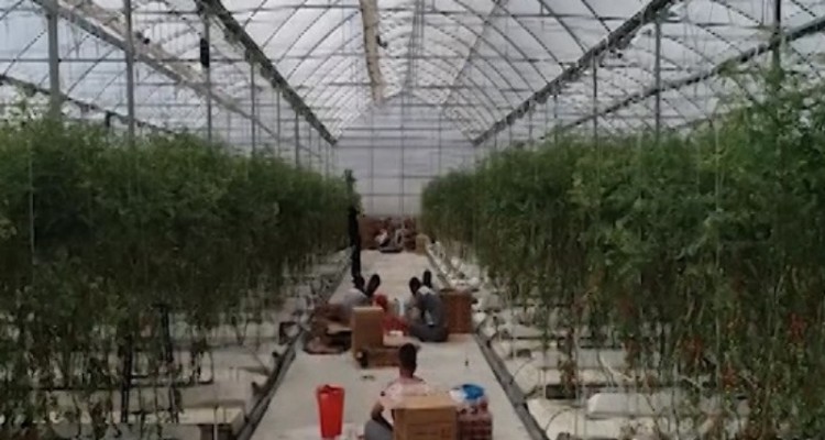 پیشرفت ۶۰ درصدی بزرگترین گلخانه هیدروپونیک غرب کشور در شهرستان اسلام آبادغرب