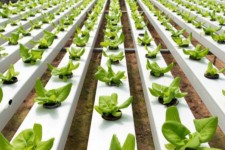 "آبکشت"، کِشتی که به خاک جان می‌دهد/ پیشرفت ۶۰ درصدی بزرگترین گلخانه هیدروپونیک غرب کشور