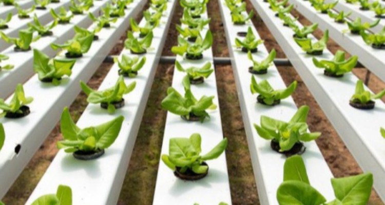 "آبکشت"، کِشتی که به خاک جان می‌دهد/ پیشرفت ۶۰ درصدی بزرگترین گلخانه هیدروپونیک غرب کشور