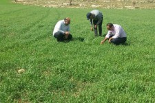 فرودین بهترین زمان  برای مبارزه با علف های هرز در مزارع
