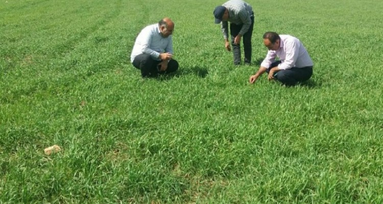 فرودین بهترین زمان  برای مبارزه با علف های هرز در مزارع