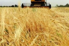 میزان خرید گندم مازاد بر مصرف کشاورزان اسلام آبادی از مرز ۴۲ هزار تن گذشت