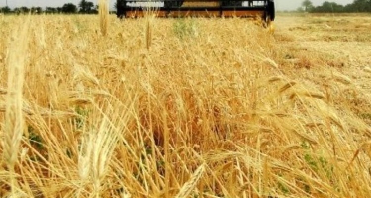 میزان خرید گندم مازاد بر مصرف کشاورزان اسلام آبادی از مرز ۴۲ هزار تن گذشت