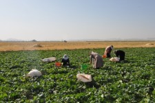 زمین های کشاورزی وقفی؛ پاشنه آشیل توسعه کشاورزی در برخی روستاهای اسلام آبادغرب