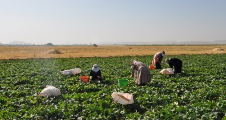 زمین های کشاورزی وقفی؛ پاشنه آشیل توسعه کشاورزی در برخی روستاهای اسلام آبادغرب