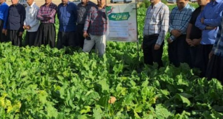 برگزاری روز مزرعه چغندر قند در اسلام آبادغرب