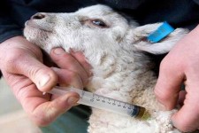 اردوی جهادی کلینیک سیار دامپزشکی بسیج مهندسین کشاورزی اسلام آبادغرب+فیلم