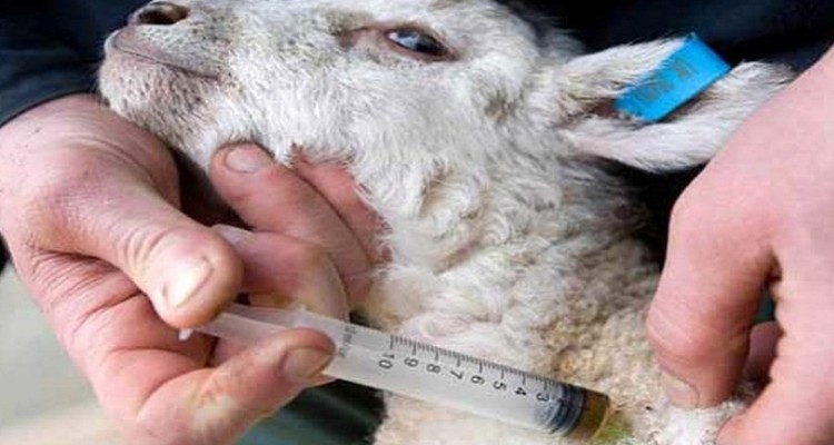 اردوی جهادی کلینیک سیار دامپزشکی بسیج مهندسین کشاورزی اسلام آبادغرب+فیلم