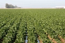 به کارگیری الگوهای کشت غیر اصولی یکی از موانع دستیابی به توسعه پایدار کشاورزی