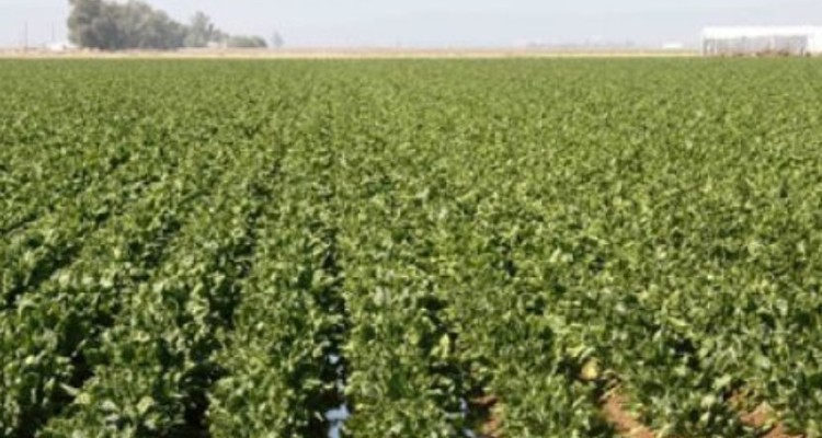 به کارگیری الگوهای کشت غیر اصولی یکی از موانع دستیابی به توسعه پایدار کشاورزی