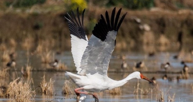 امید تک درنای سیبری در راه ایران