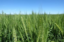 مشوق های طرح کشاورزی قراردادی برای کشاورزان