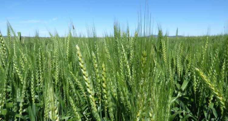 مشوق های طرح کشاورزی قراردادی برای کشاورزان