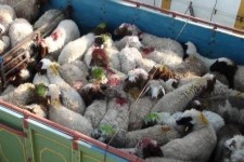 کشف 27 راس دام قاچاق در اسلام آبادغرب/کشف بیش از 19 هزار پودر رختشویی احتکاری