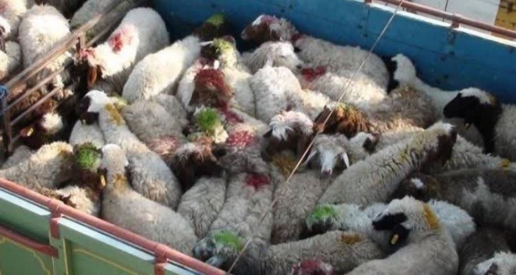 کشف 27 راس دام قاچاق در اسلام آبادغرب/کشف بیش از 19 هزار پودر رختشویی احتکاری