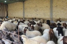 افتتاح ۷ طرح بخش کشاورزی شهرستان اسلام‌آبادغرب+عکس