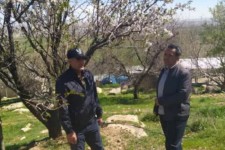 خسارت بیش از ۱۱۵۱ میلیارد تومانی سرمازدگی به مزارع و باغ‌های اسلام‌آبادغرب