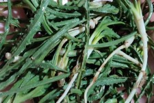 شِنگ، دارویی برای معده