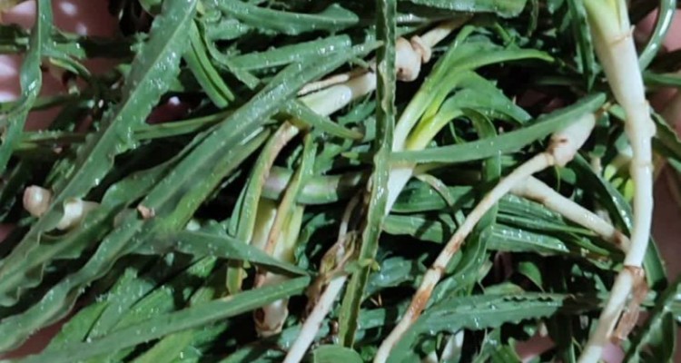 شِنگ، دارویی برای معده