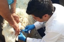 برگزاری اردوهای جهاد دامپزشکی  در اسلام آباد غرب