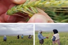 حضور کارشناس مربیان جهش تولید کانون بسیج کشاورزی اسلام‌آبادغرب جهت پایش عوامل خسارت‌زای گندم و نخود