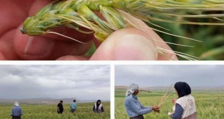 حضور کارشناس مربیان جهش تولید کانون بسیج کشاورزی اسلام‌آبادغرب جهت پایش عوامل خسارت‌زای گندم و نخود