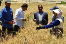 مشاوره‌های ترویجی در مرحله پیش از برداشت گندم در اسلام‌آبادغرب